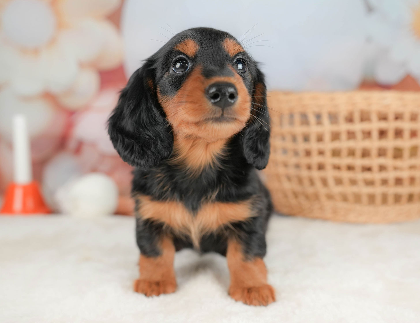ミニチュア・ダックスフンド(ロング) | 男の子 | ブラック&タン | 2025年10月16日