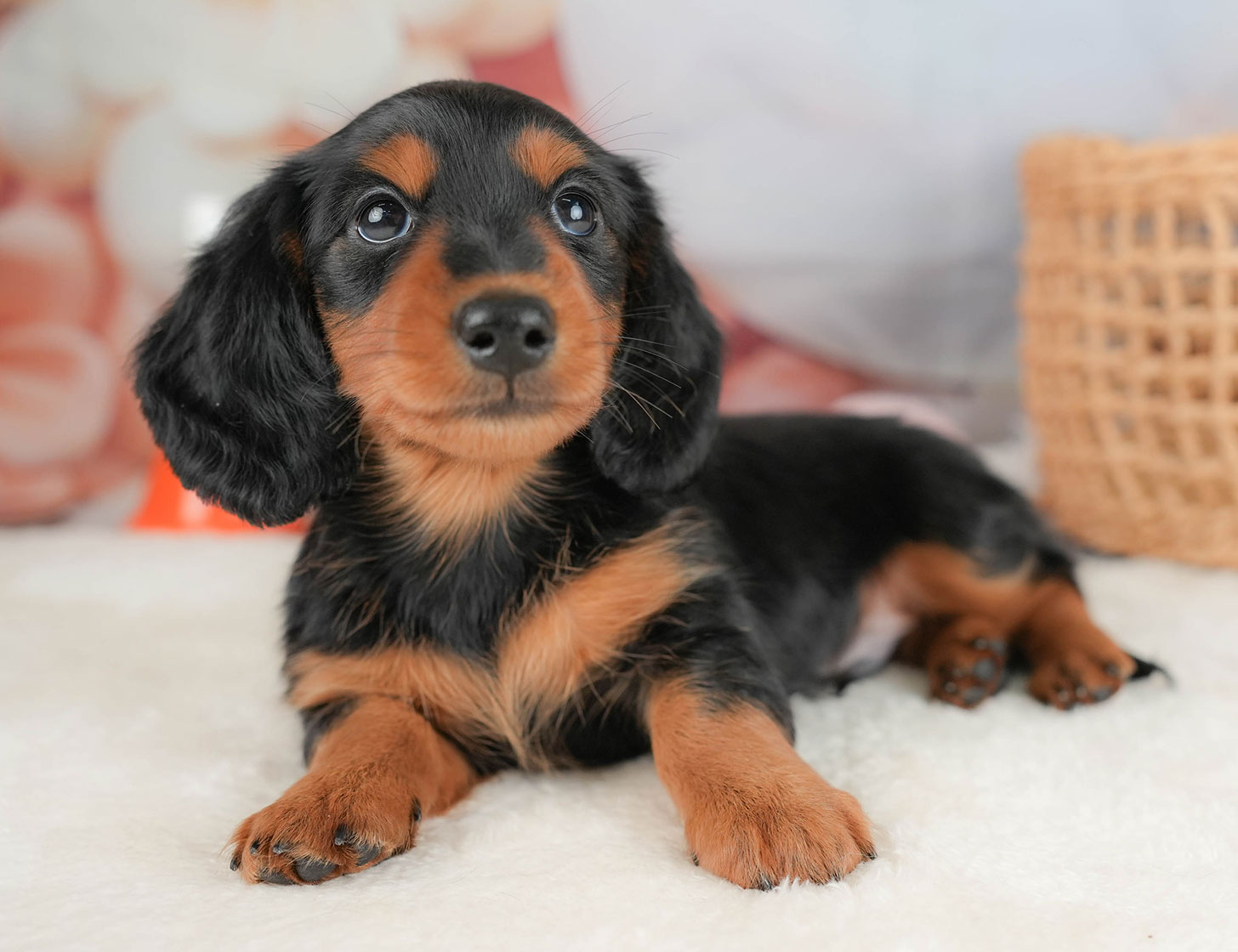 ミニチュア・ダックスフンド(ロング) | 男の子 | ブラック&タン | 2025年10月16日