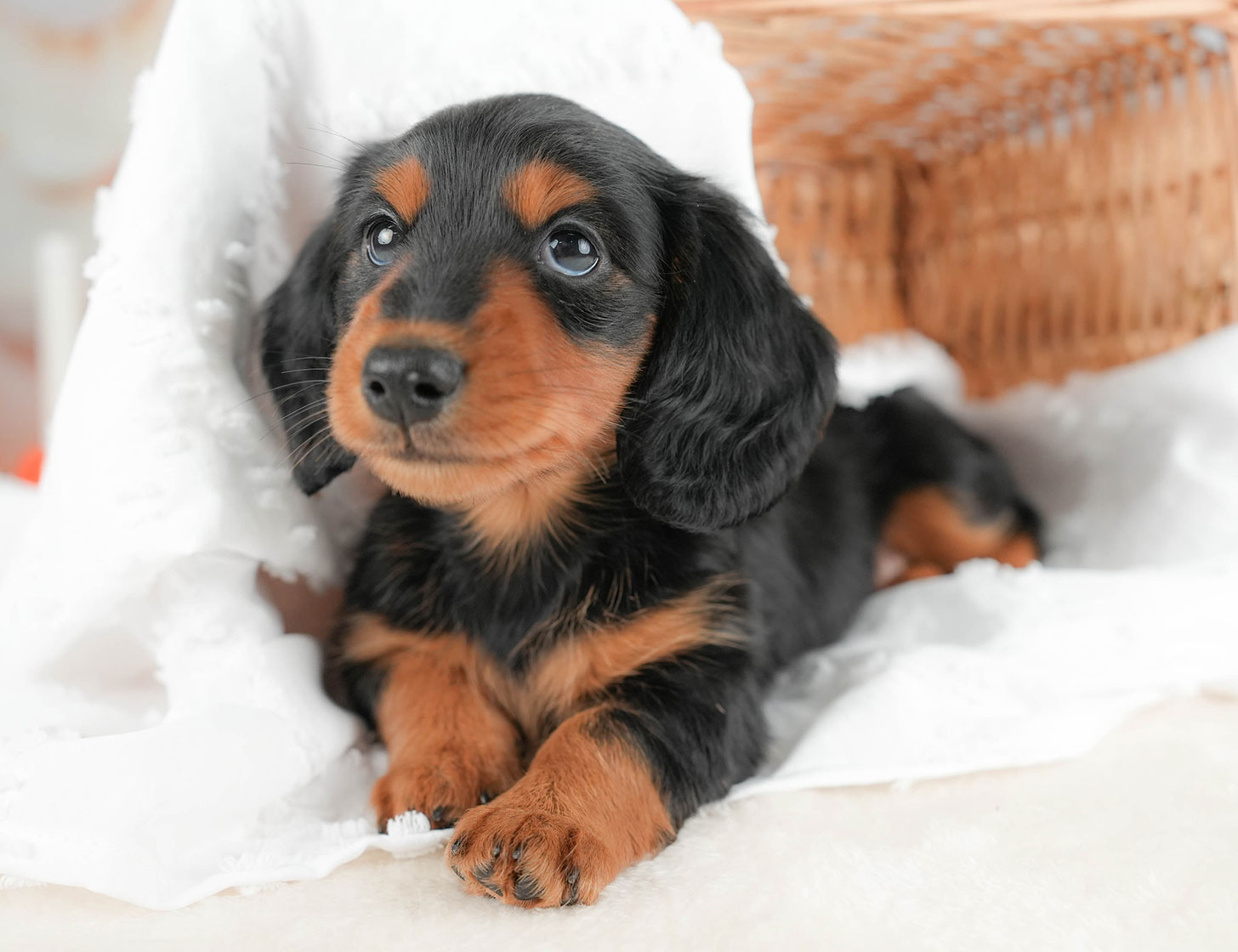 ミニチュア・ダックスフンド(ロング) | 男の子 | ブラック&タン | 2025年10月16日