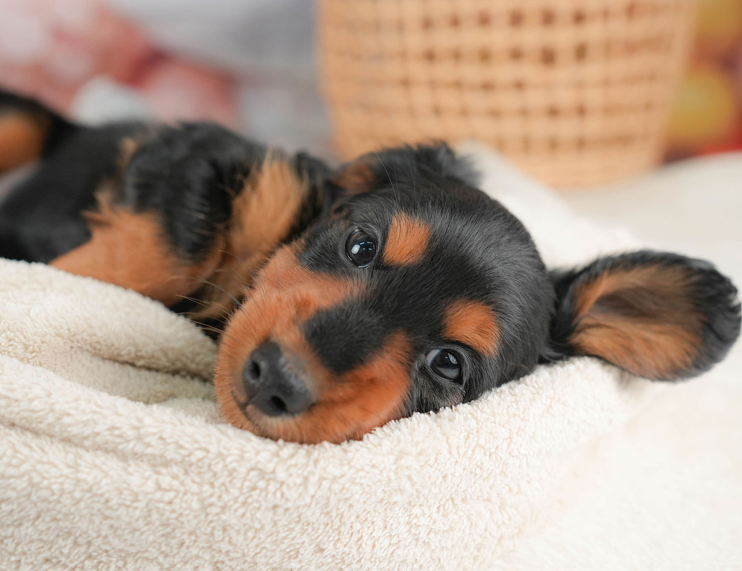 ミニチュア・ダックスフンド(ロング) | 男の子 | ブラック&タン | 2025年10月16日