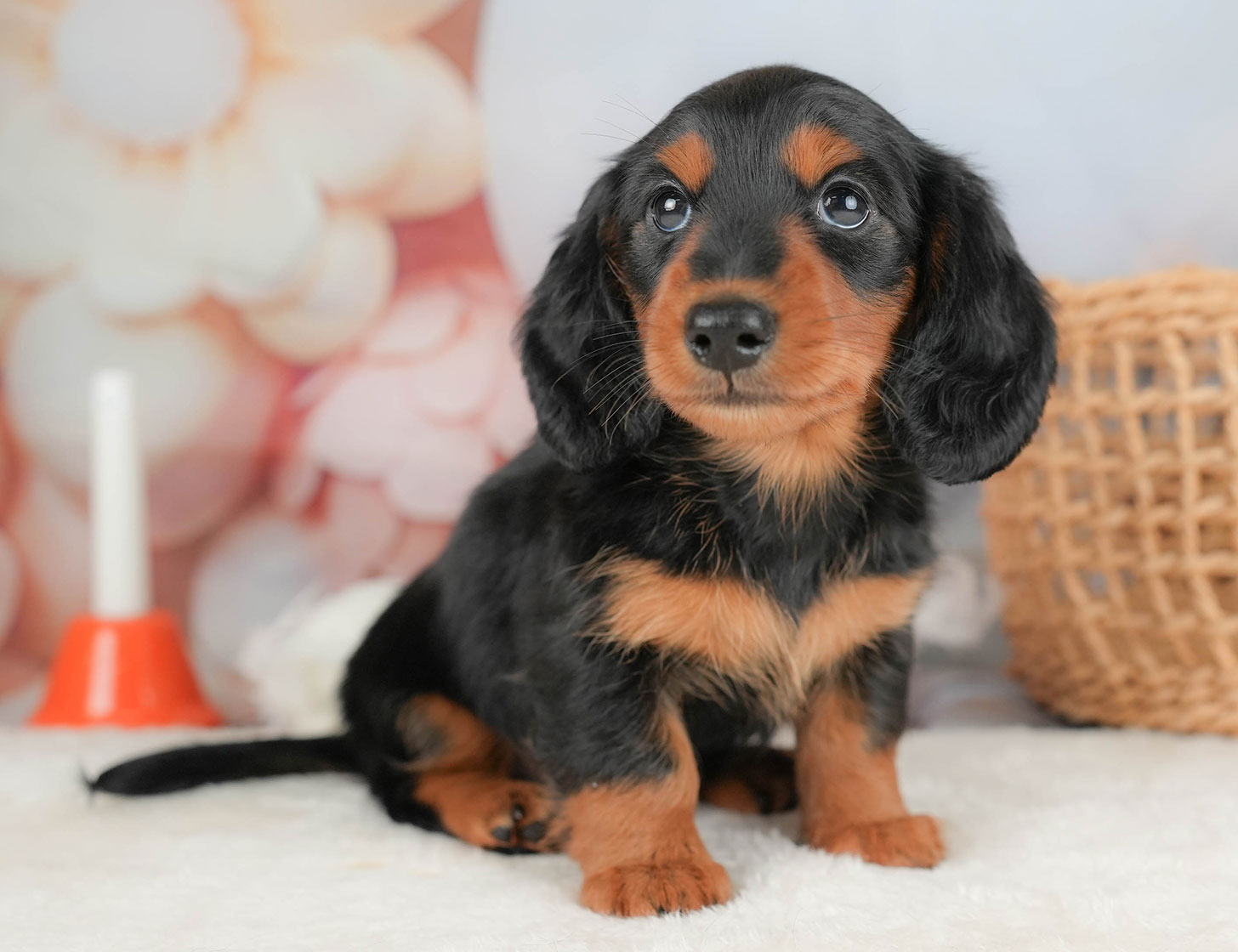 ミニチュア・ダックスフンド(ロング) | 男の子 | ブラック&タン | 2025年10月16日