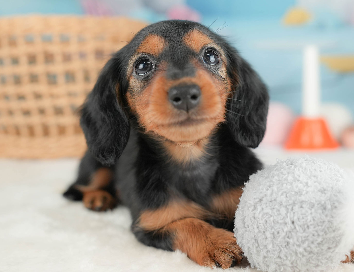ミニチュア・ダックスフンド(ロング) | 女の子 | ブラック＆タン | 2025年10月16日