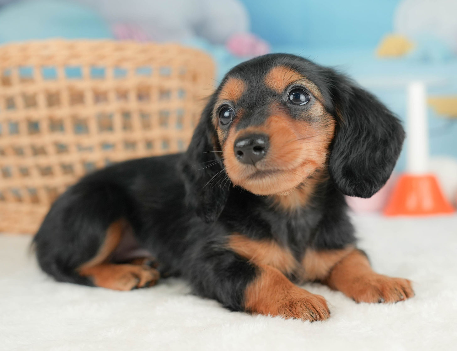 ミニチュア・ダックスフンド(ロング) | 女の子 | ブラック＆タン | 2025年10月16日