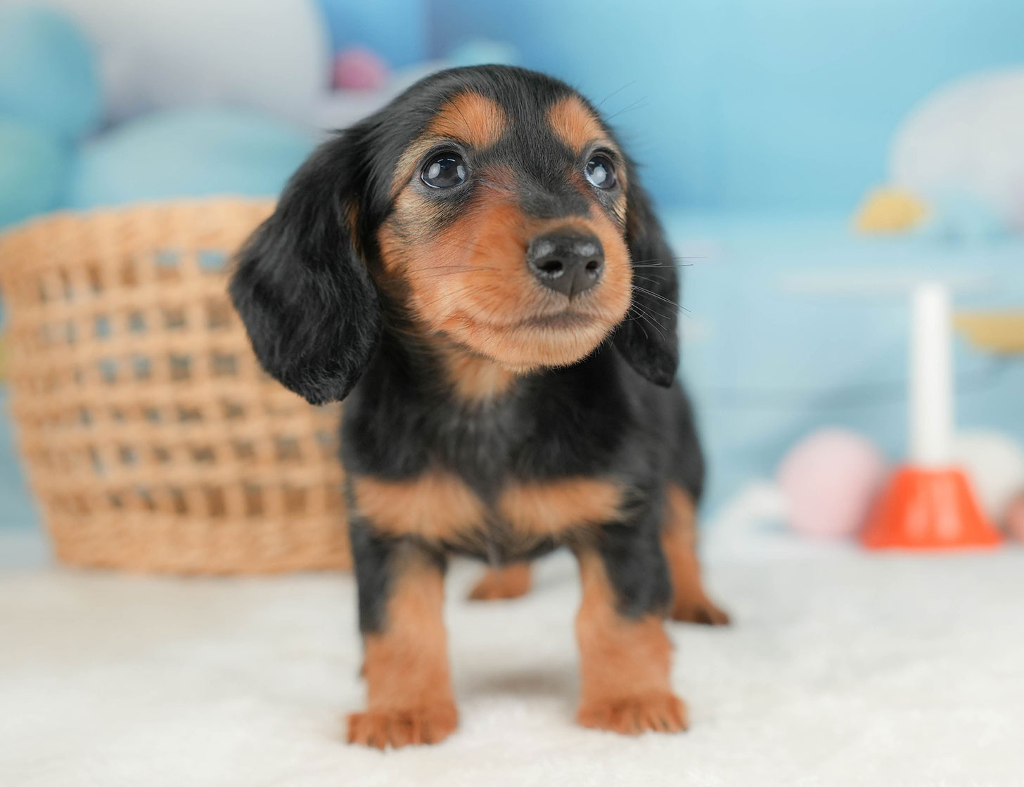 ミニチュア・ダックスフンド(ロング) | 女の子 | ブラック＆タン | 2025年10月16日