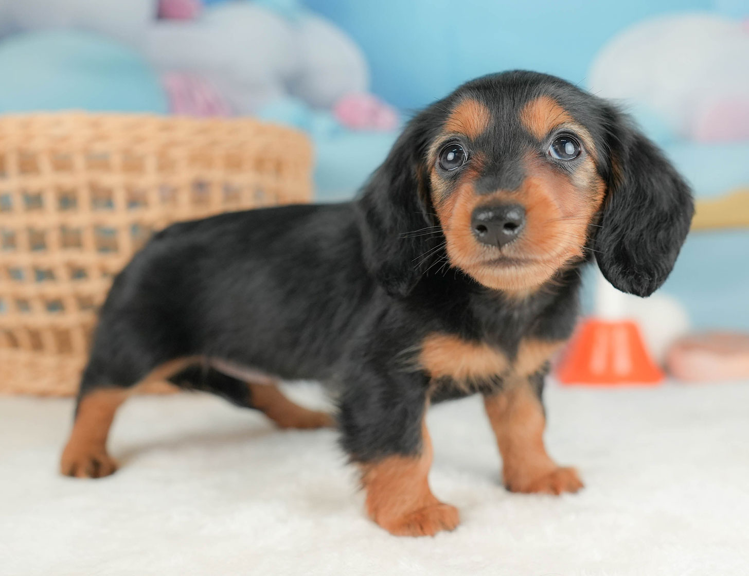 ミニチュア・ダックスフンド(ロング) | 女の子 | ブラック＆タン | 2025年10月16日