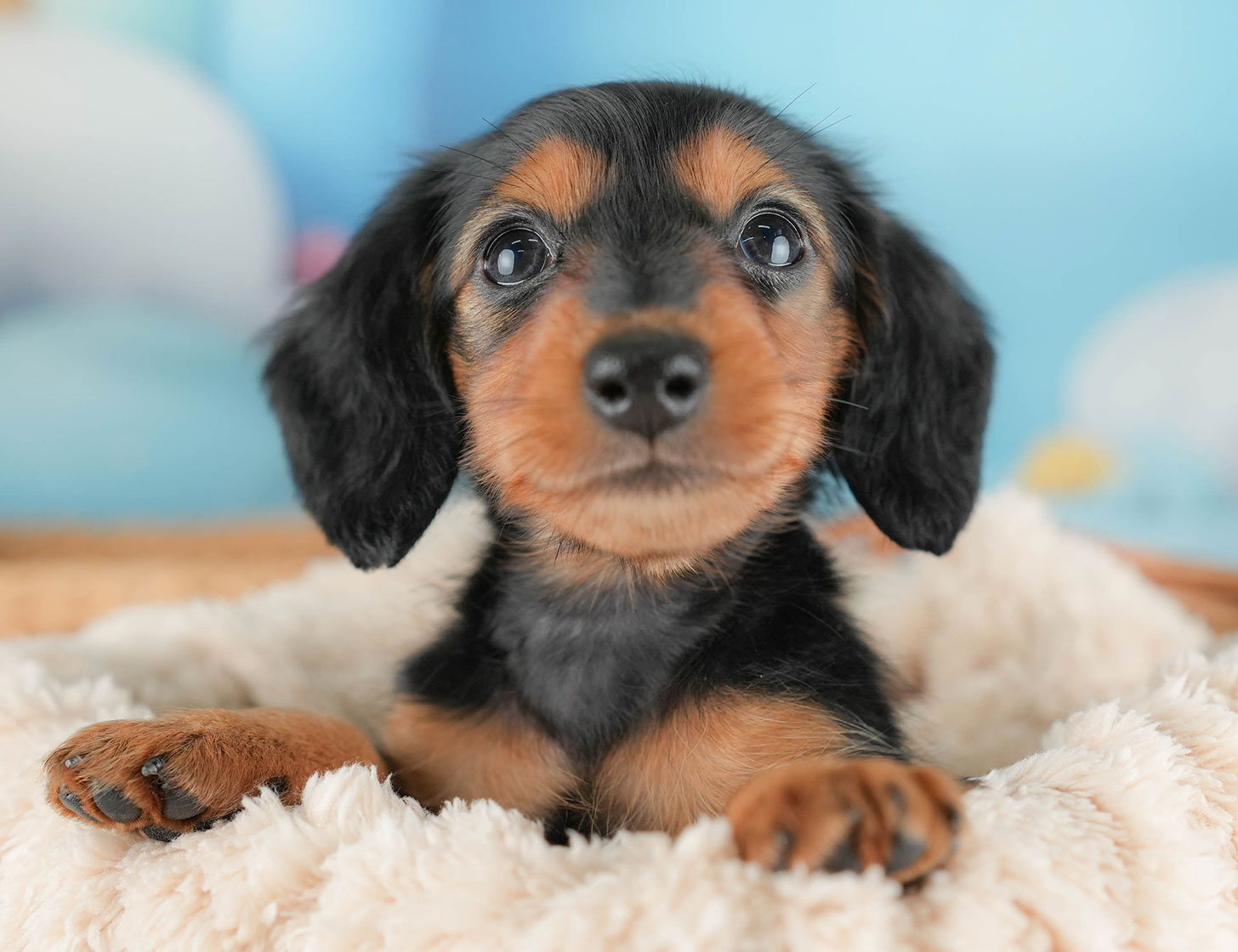 ミニチュア・ダックスフンド(ロング) | 女の子 | ブラック＆タン | 2025年10月16日