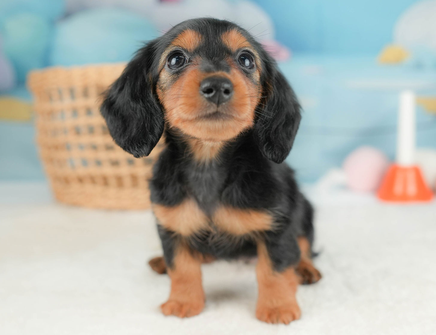 ミニチュア・ダックスフンド(ロング) | 女の子 | ブラック＆タン | 2025年10月16日