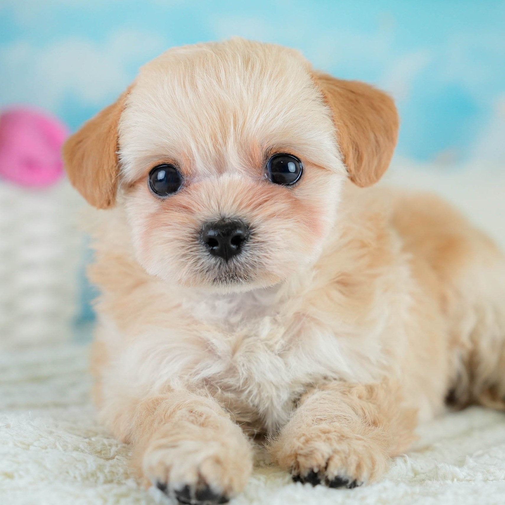 チワプー | 男の子 | アプリコット | 2025年10月16日