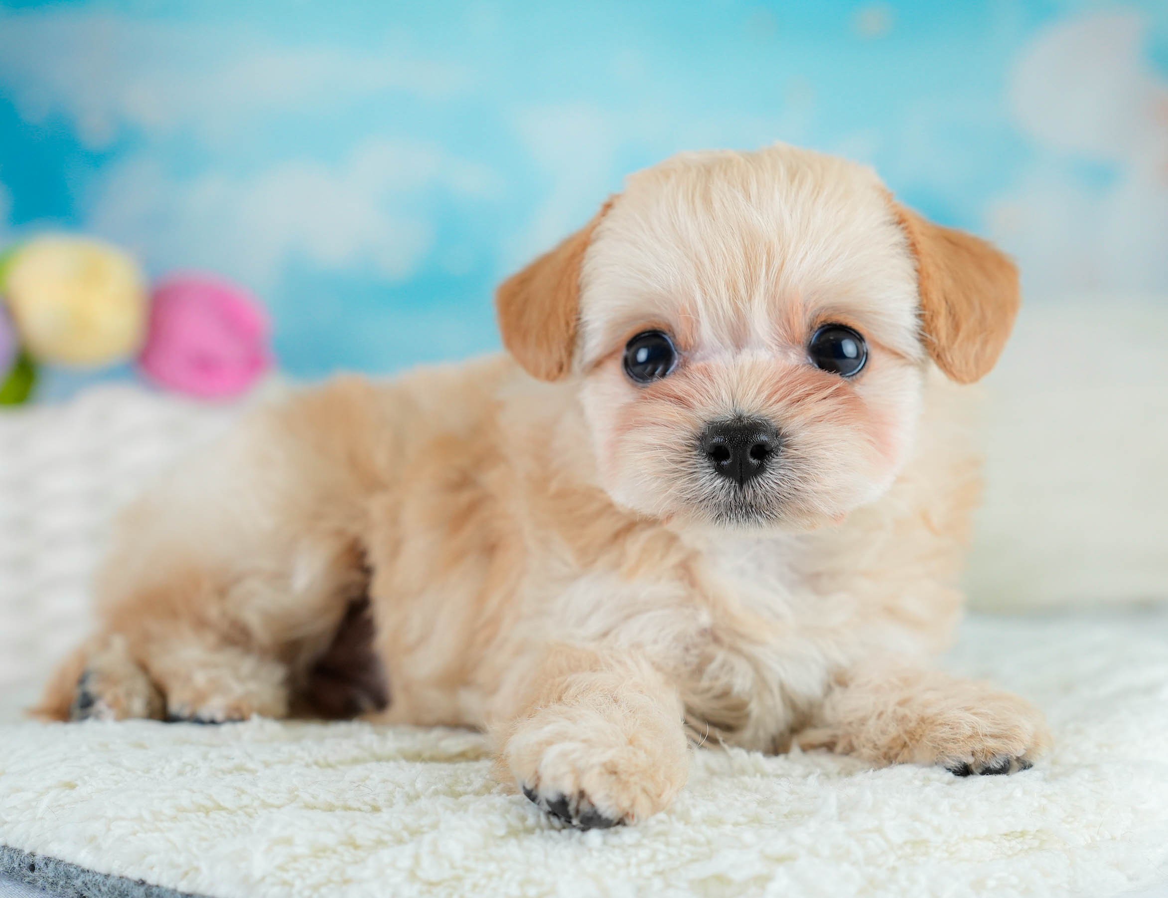 チワプー | 男の子 | アプリコット | 2025年10月16日