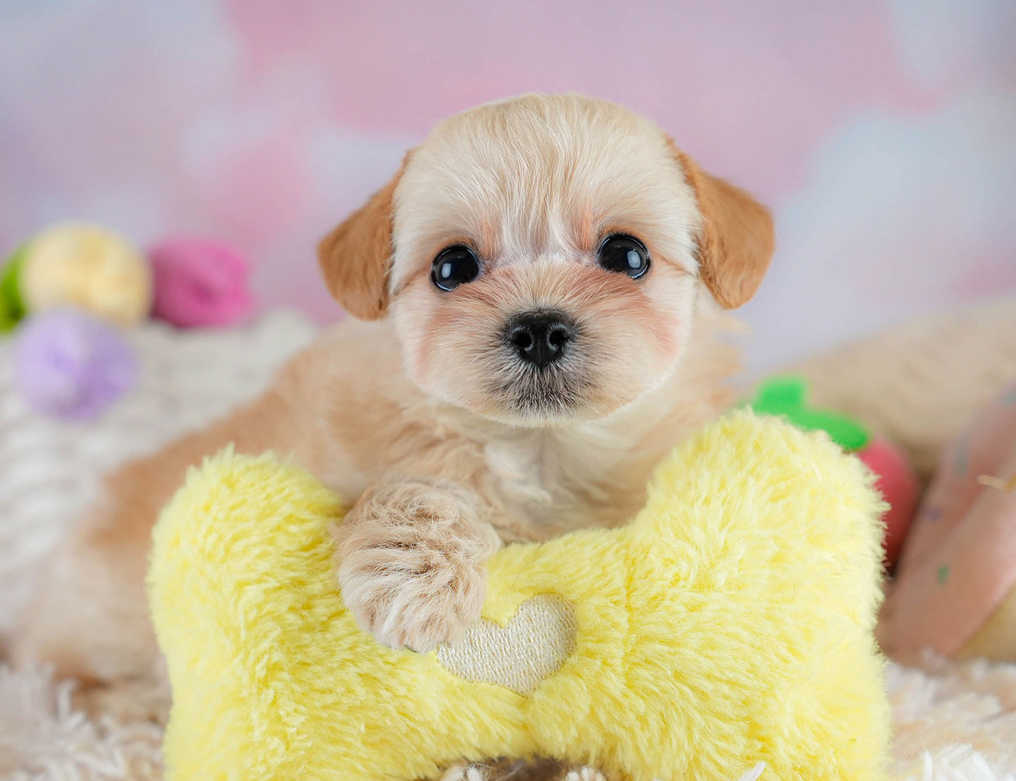 チワプー | 男の子 | アプリコット | 2025年10月16日