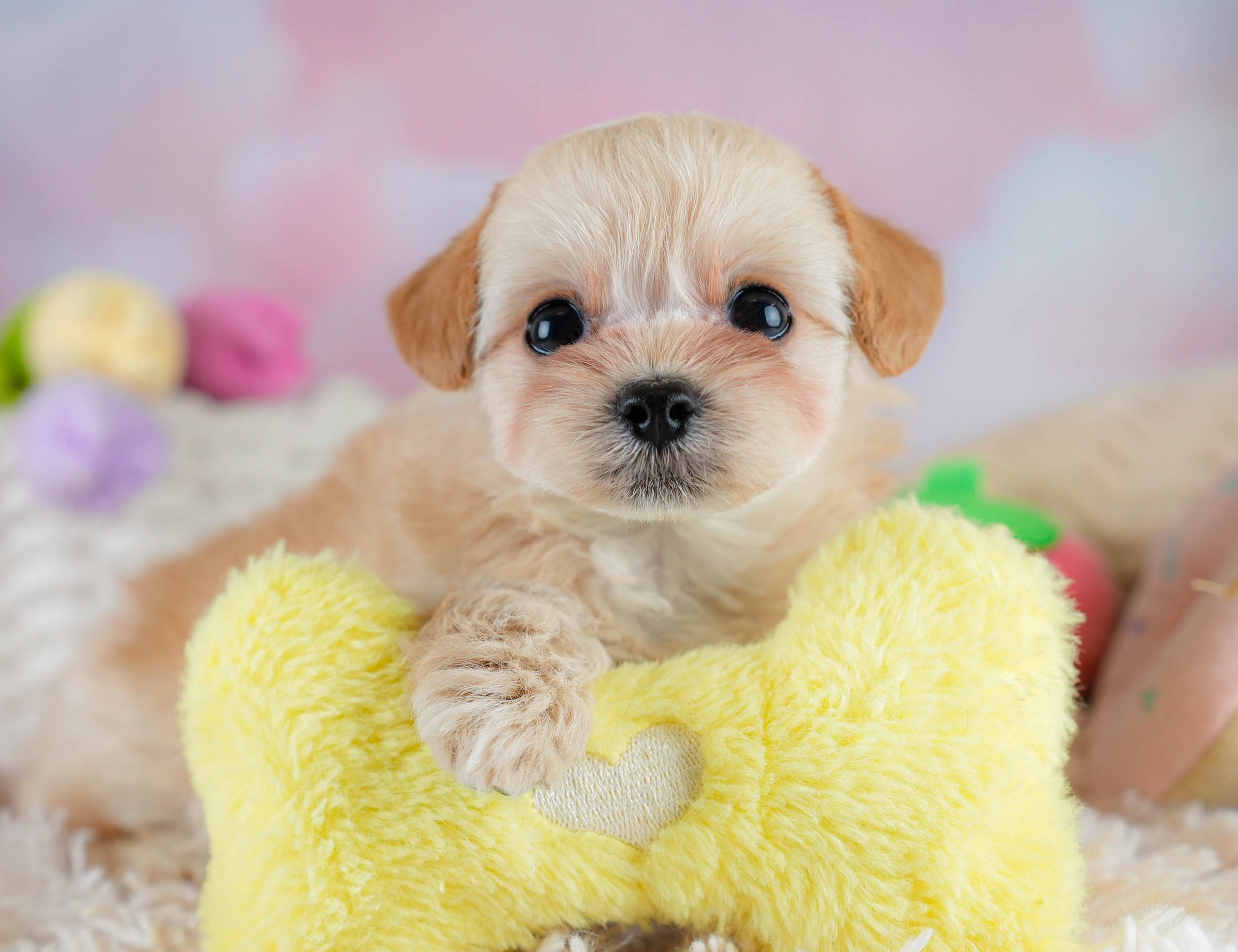 チワプー | 男の子 | アプリコット | 2025年10月16日