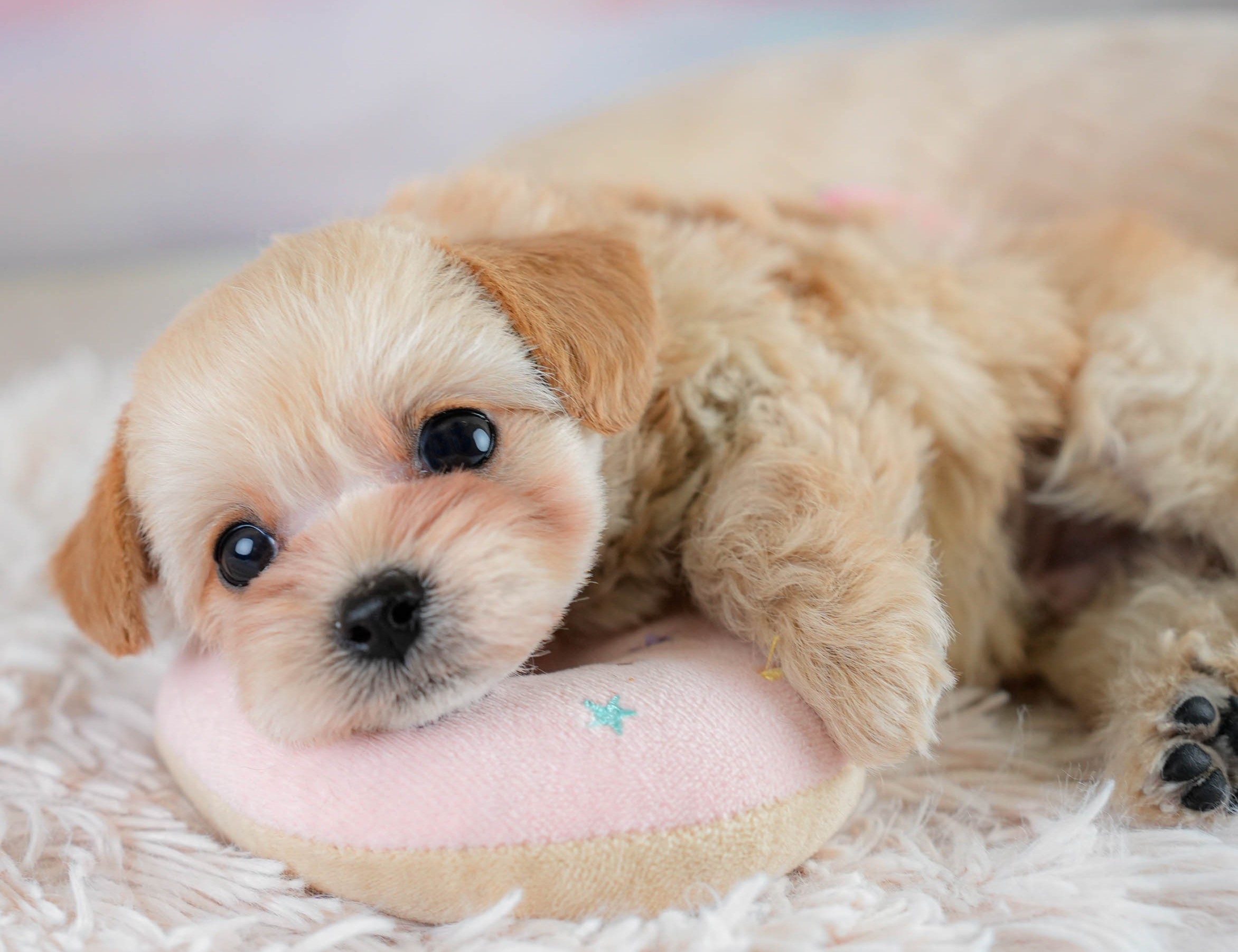 チワプー | 男の子 | アプリコット | 2025年10月16日