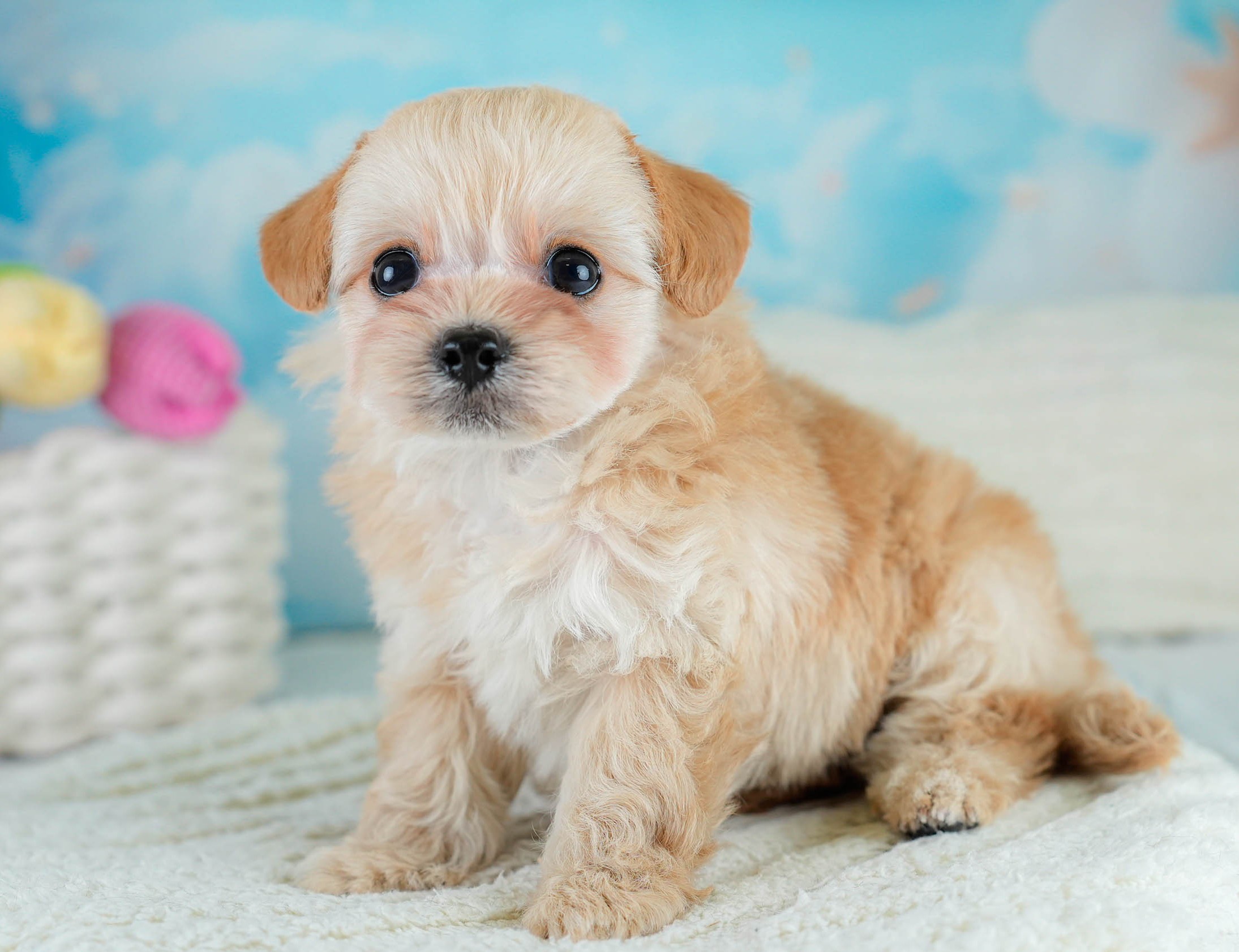 チワプー | 男の子 | アプリコット | 2025年10月16日