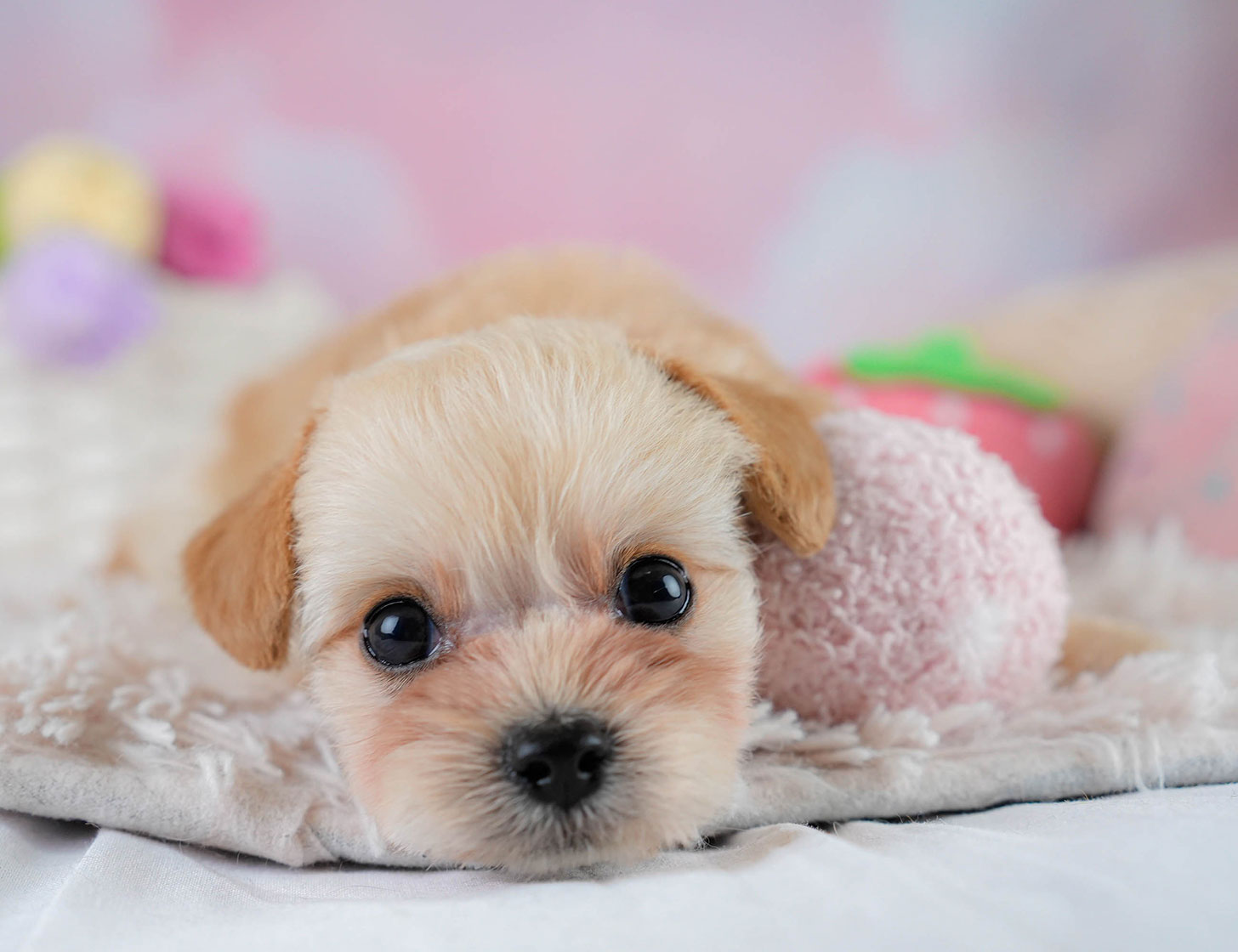 チワプー | 男の子 | アプリコット | 2025年10月16日