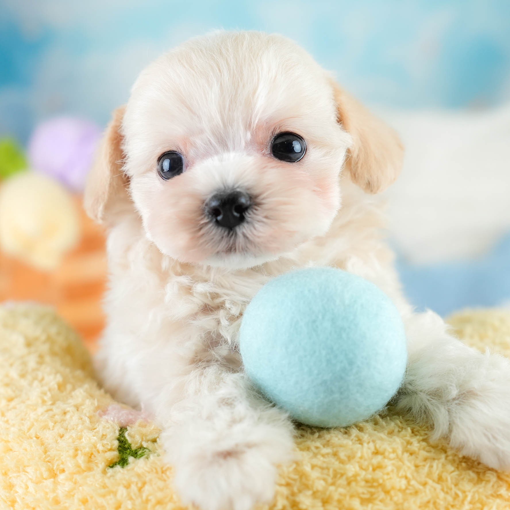 チワプー | 男の子 | クリーム | 2025年10月16日
