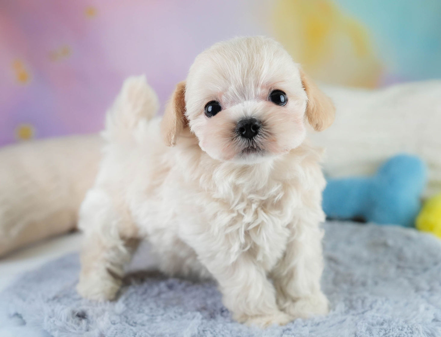 チワプー | 男の子 | クリーム | 2025年10月16日