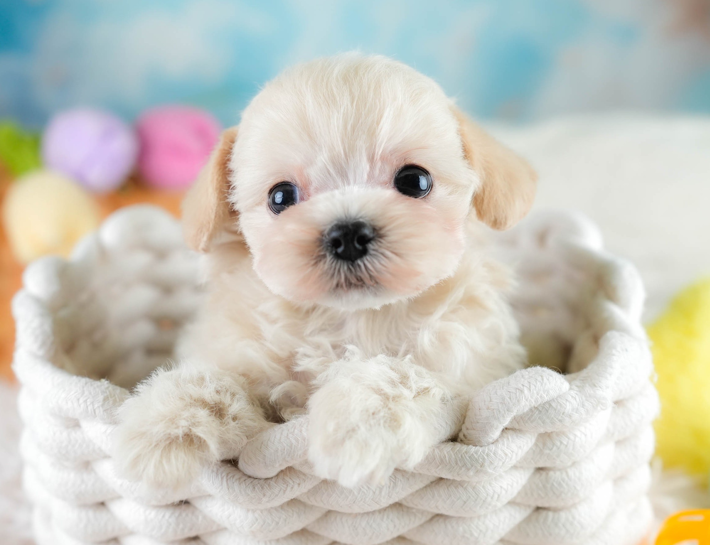 チワプー | 男の子 | クリーム | 2025年10月16日