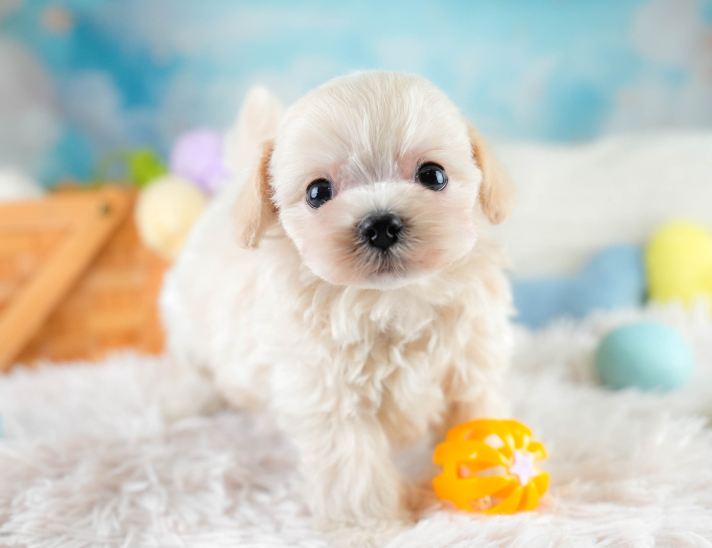 チワプー | 男の子 | クリーム | 2025年10月16日