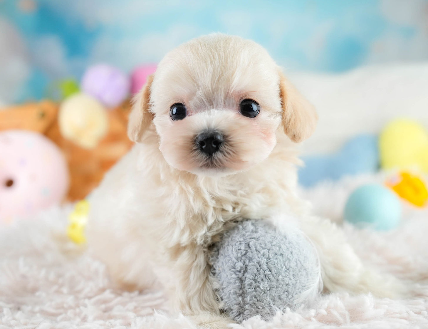 チワプー | 男の子 | クリーム | 2025年10月16日