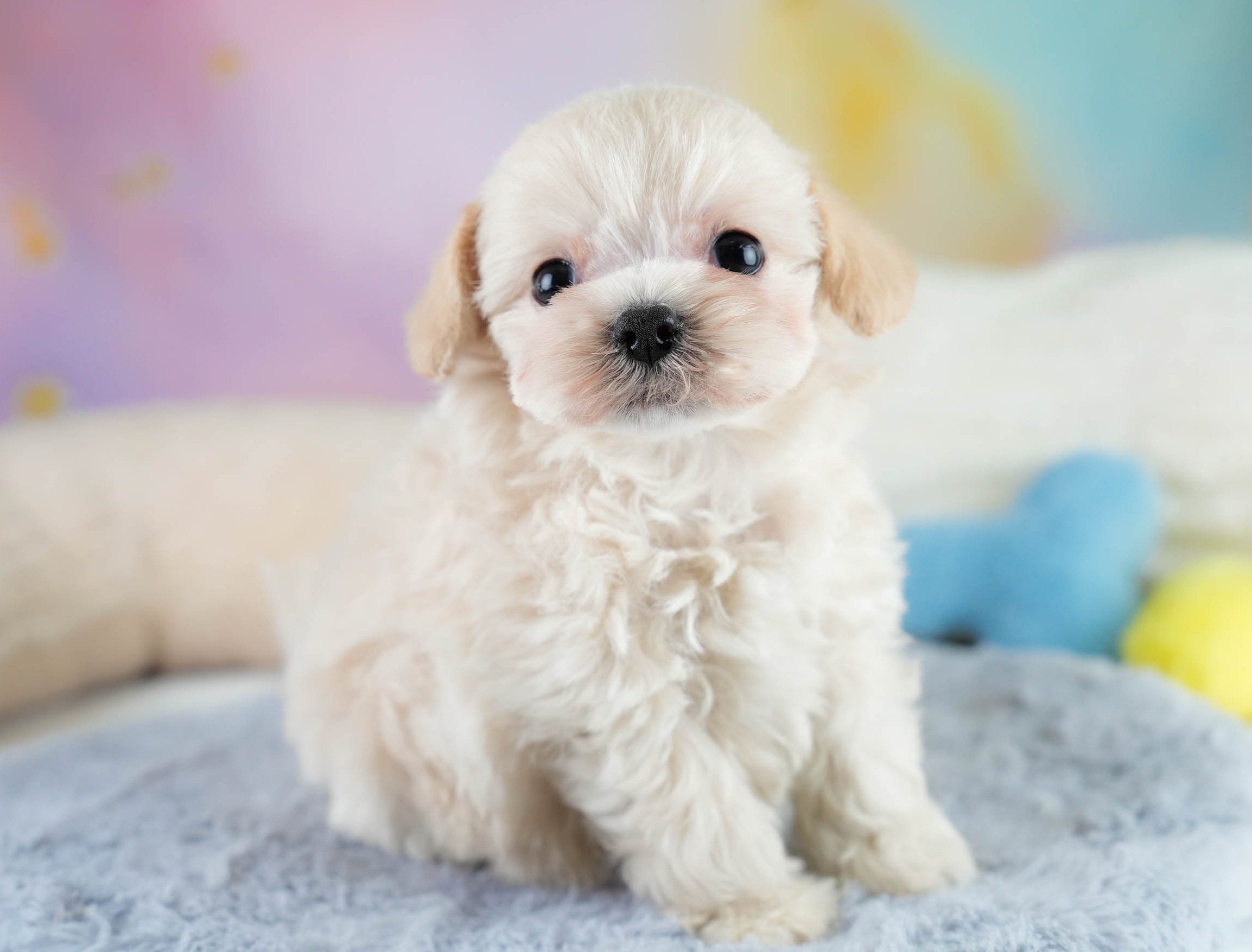 チワプー | 男の子 | クリーム | 2025年10月16日