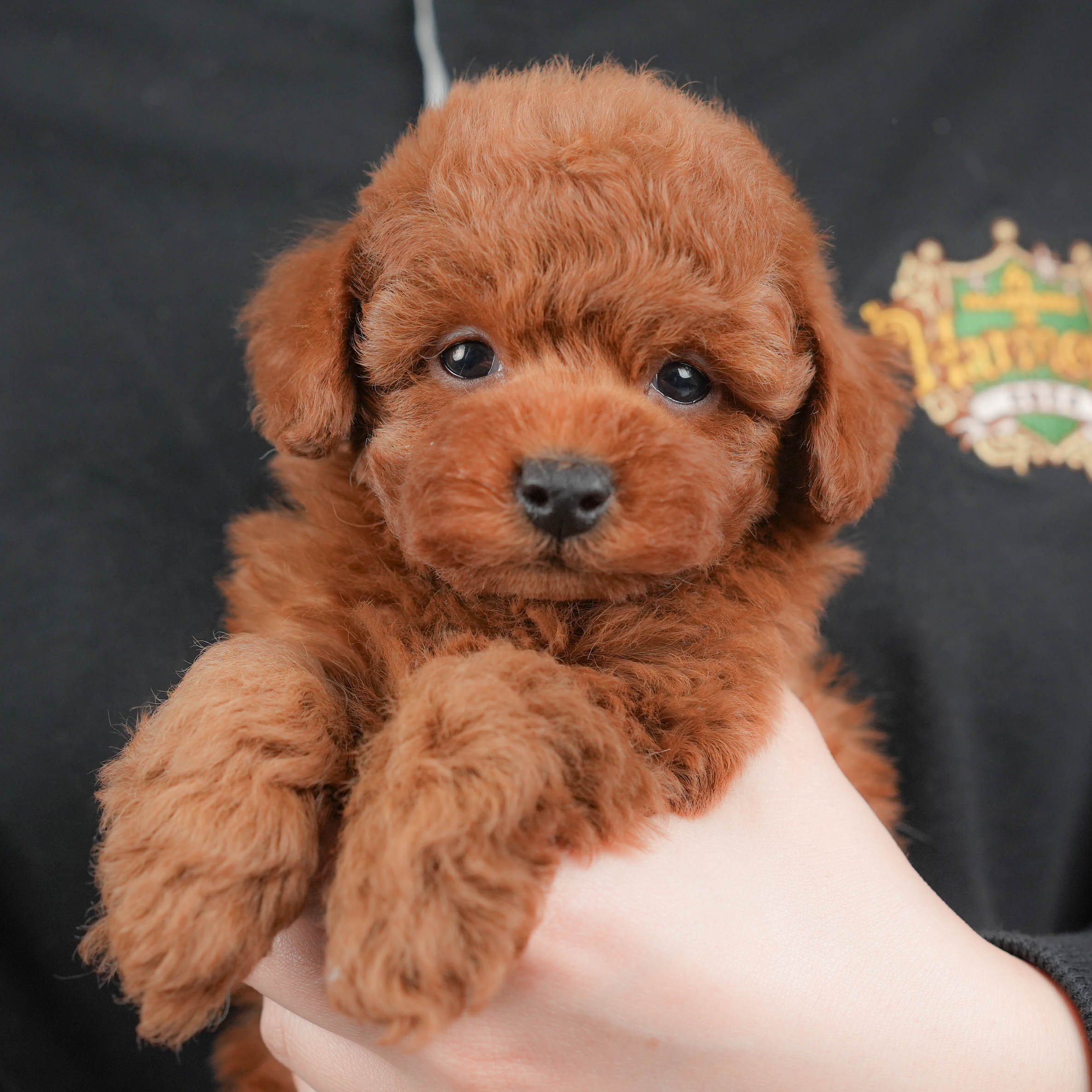 トイ・プードル | 男の子 | レッド | 2025年10月18日