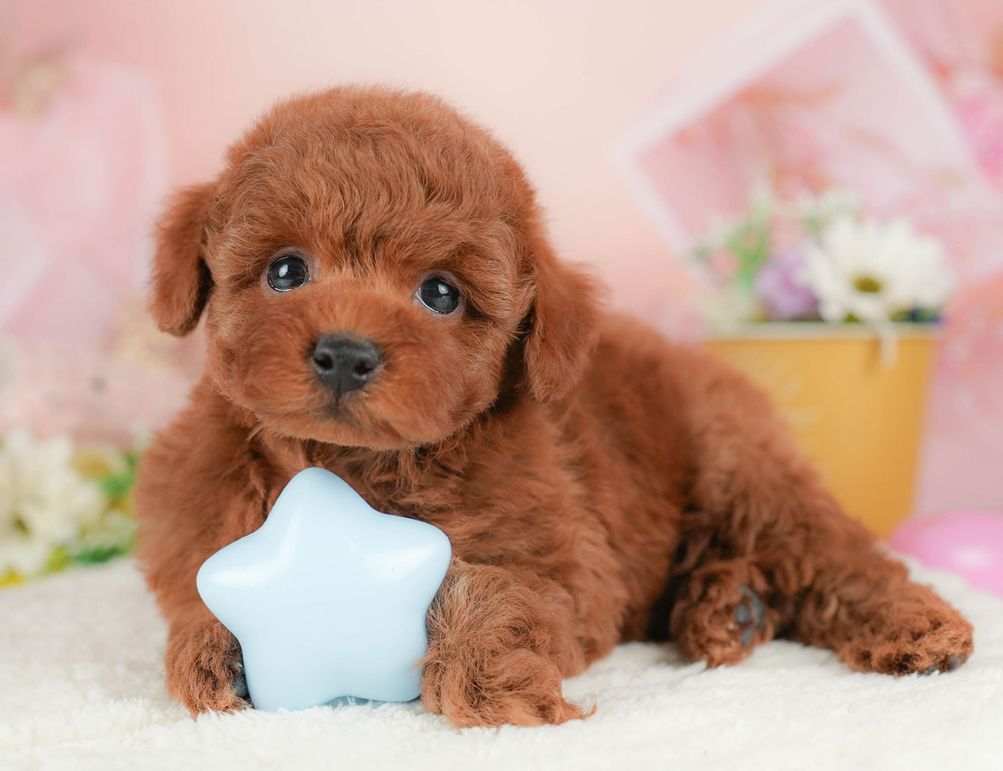 トイ・プードル | 男の子 | レッド | 2025年10月18日