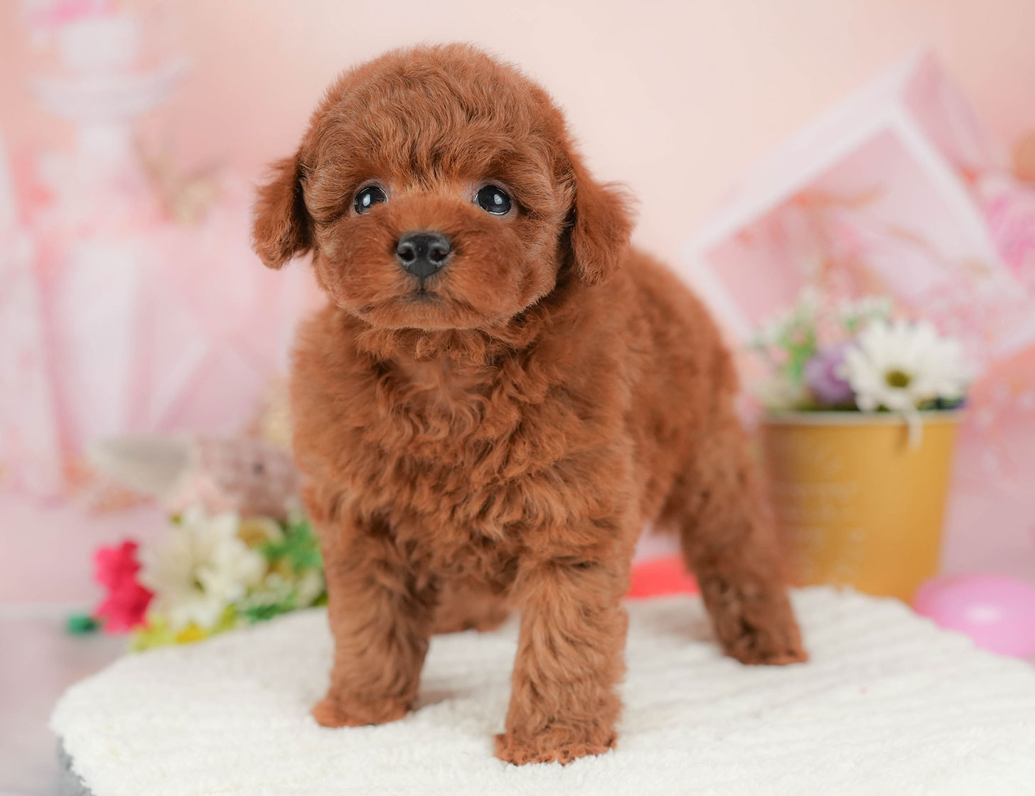 トイ・プードル | 男の子 | レッド | 2025年10月18日