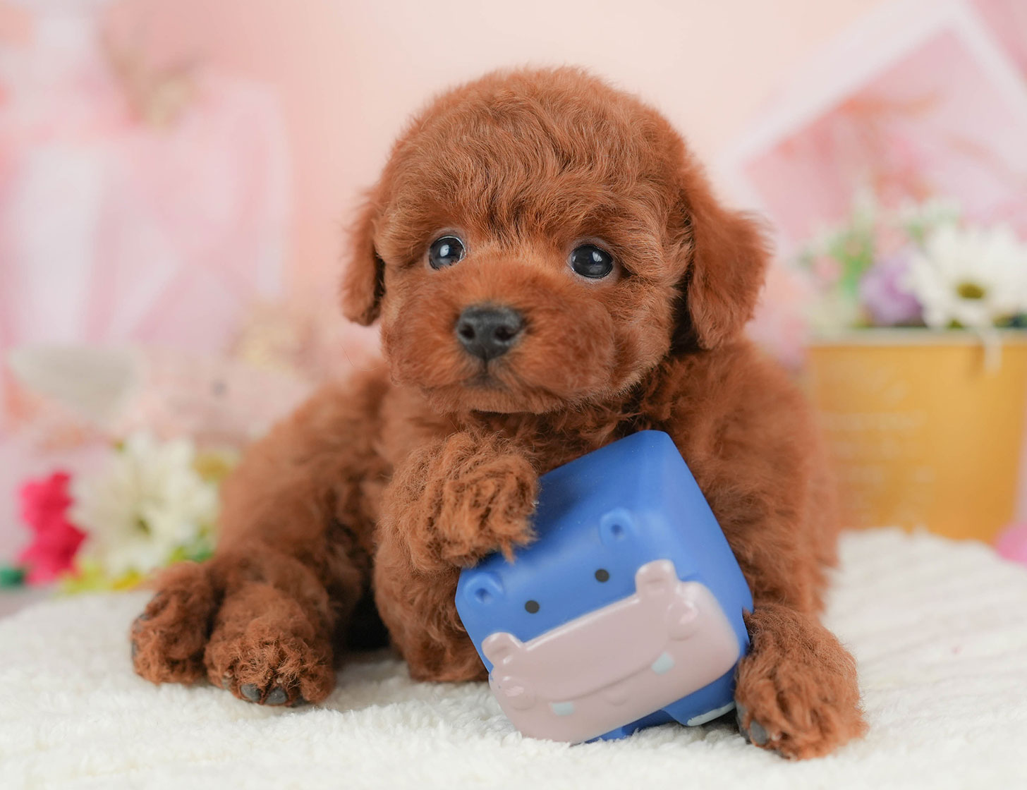 トイ・プードル | 男の子 | レッド | 2025年10月18日