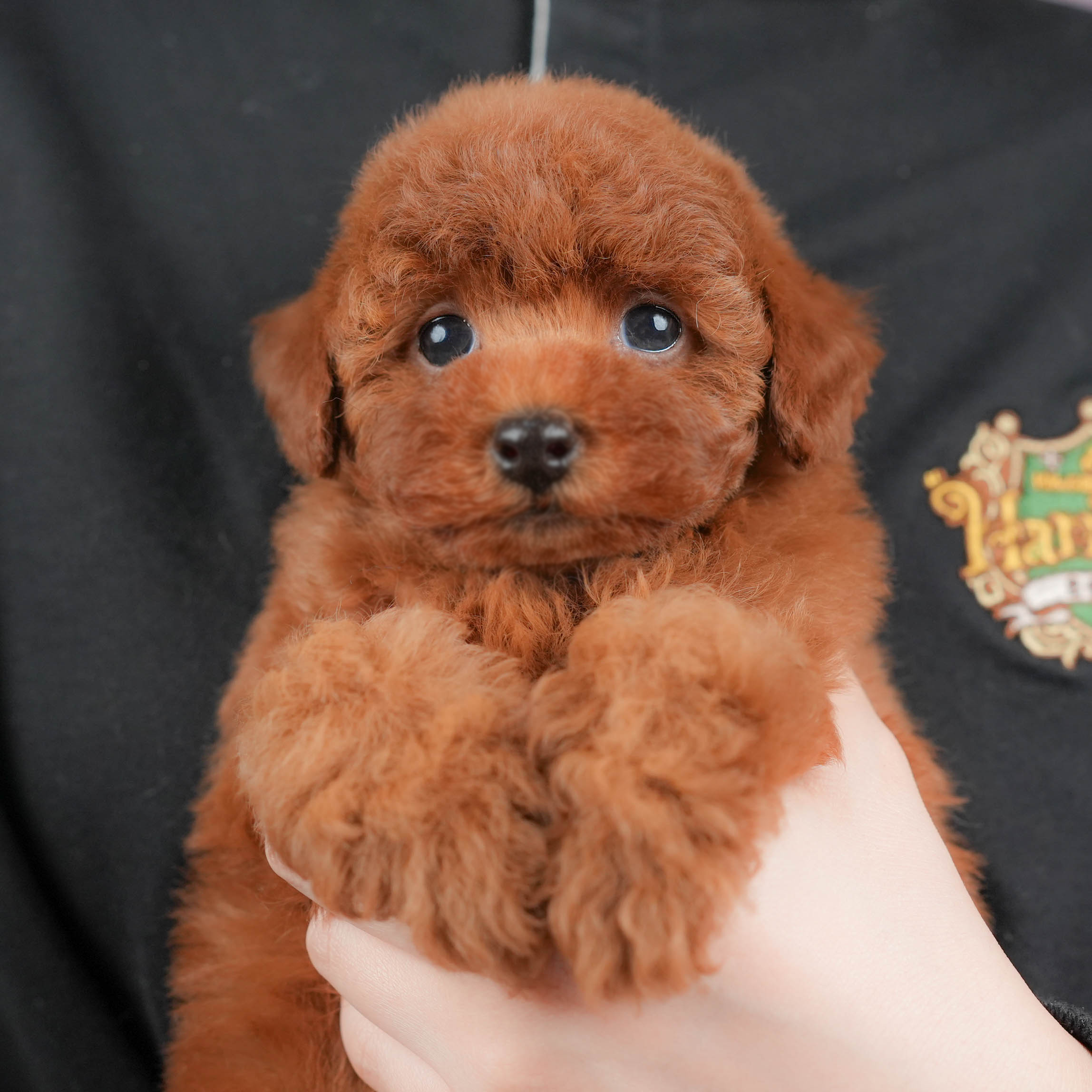 トイ・プードル | 女の子 | レッド | 2025年10月18日