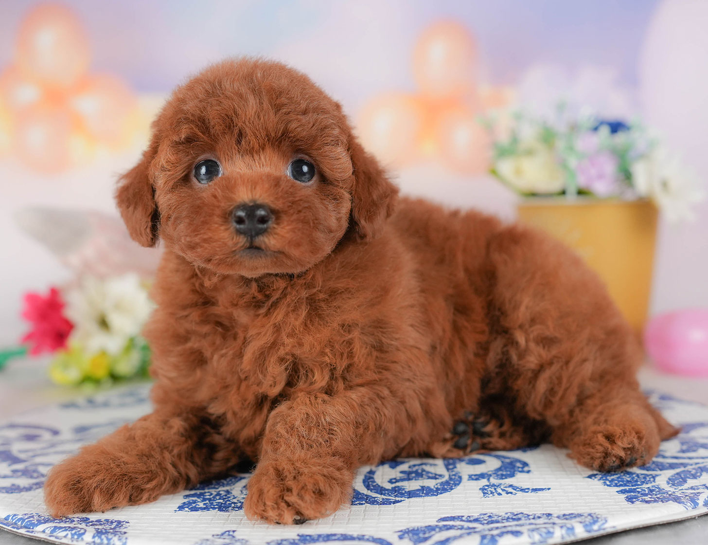 トイ・プードル | 女の子 | レッド | 2025年10月18日