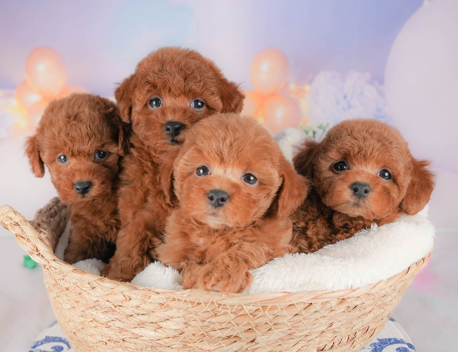 トイ・プードル | 女の子 | レッド | 2025年10月18日