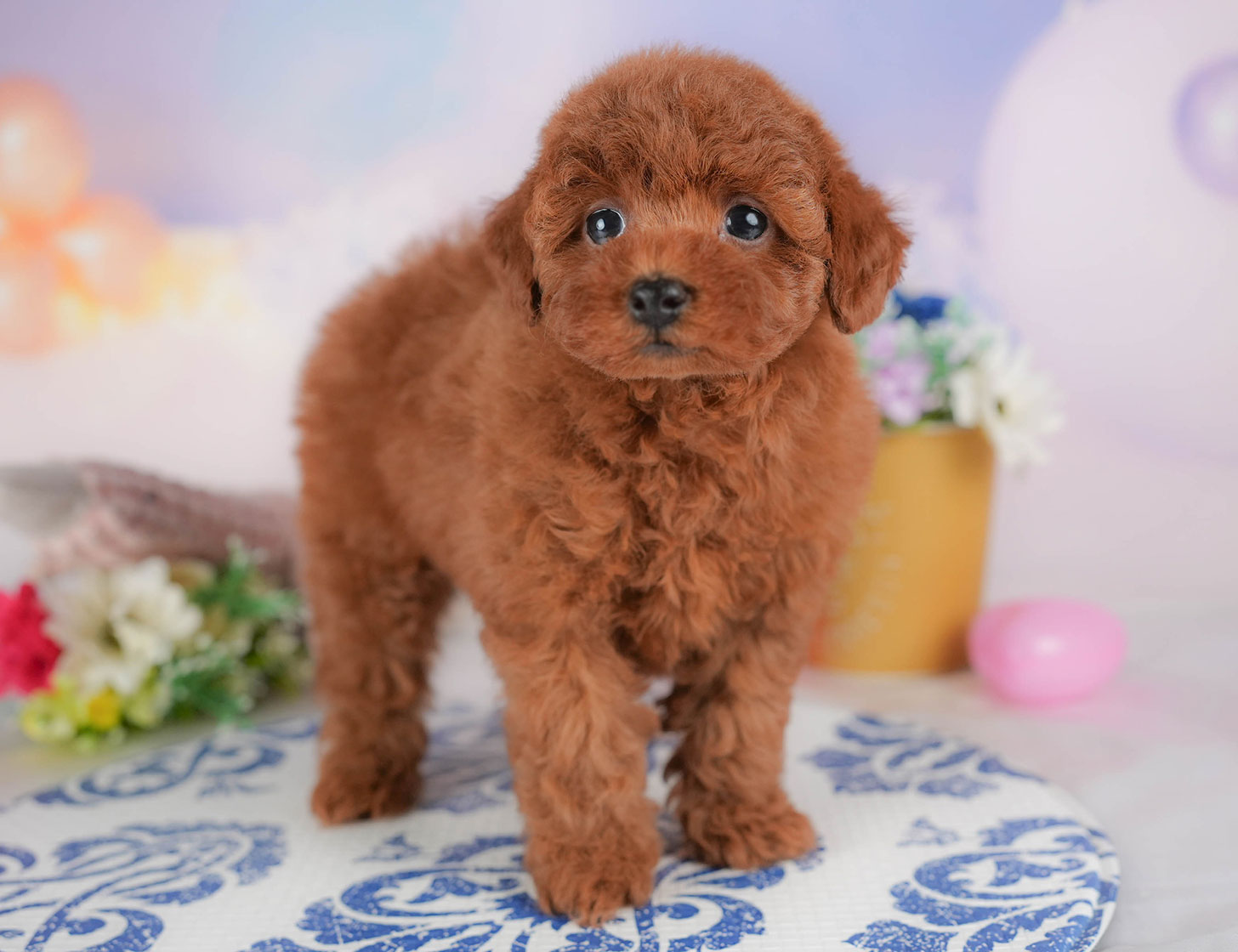 トイ・プードル | 女の子 | レッド | 2025年10月18日