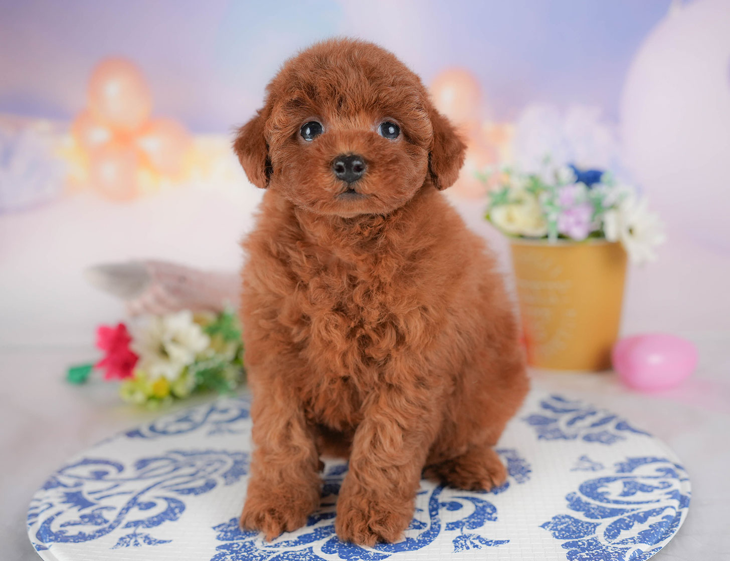 トイ・プードル | 女の子 | レッド | 2025年10月18日