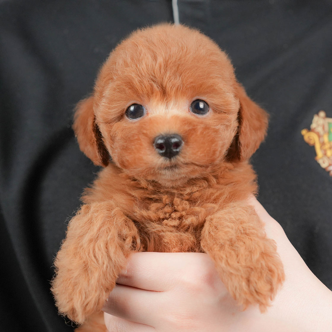 トイ・プードル | 女の子 | レッド | 2025年10月18日