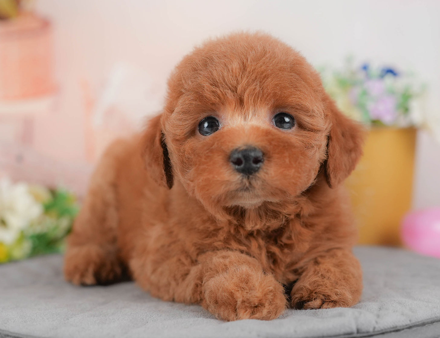 トイ・プードル | 女の子 | レッド | 2025年10月18日