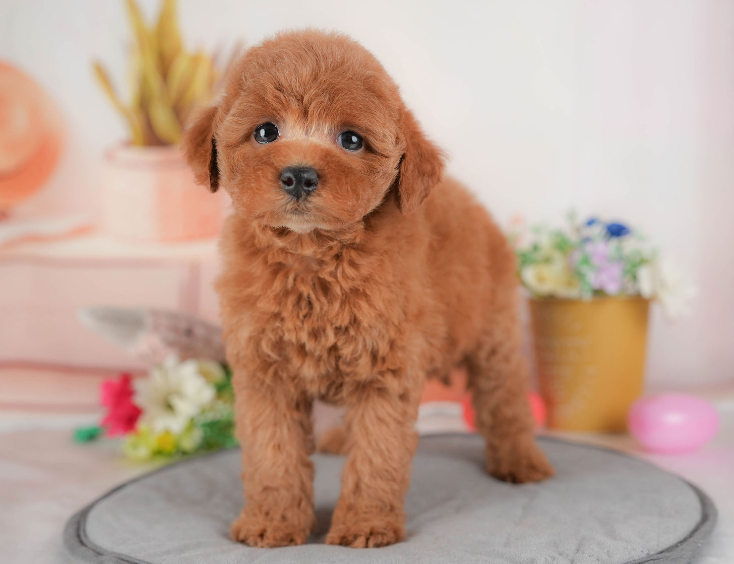 トイ・プードル | 女の子 | レッド | 2025年10月18日