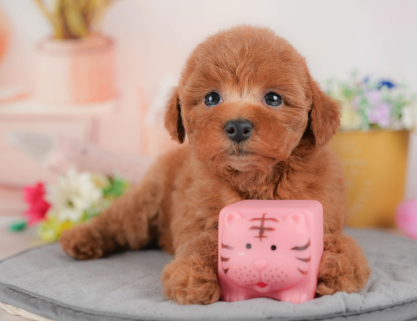 トイ・プードル | 女の子 | レッド | 2025年10月18日