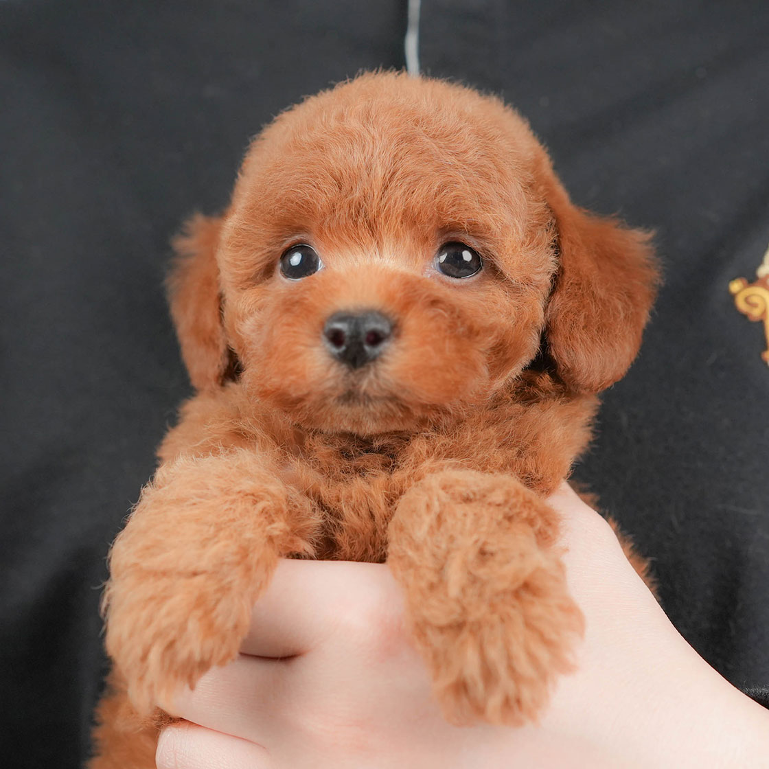 トイ・プードル | 女の子 | レッド | 2025年10月18日