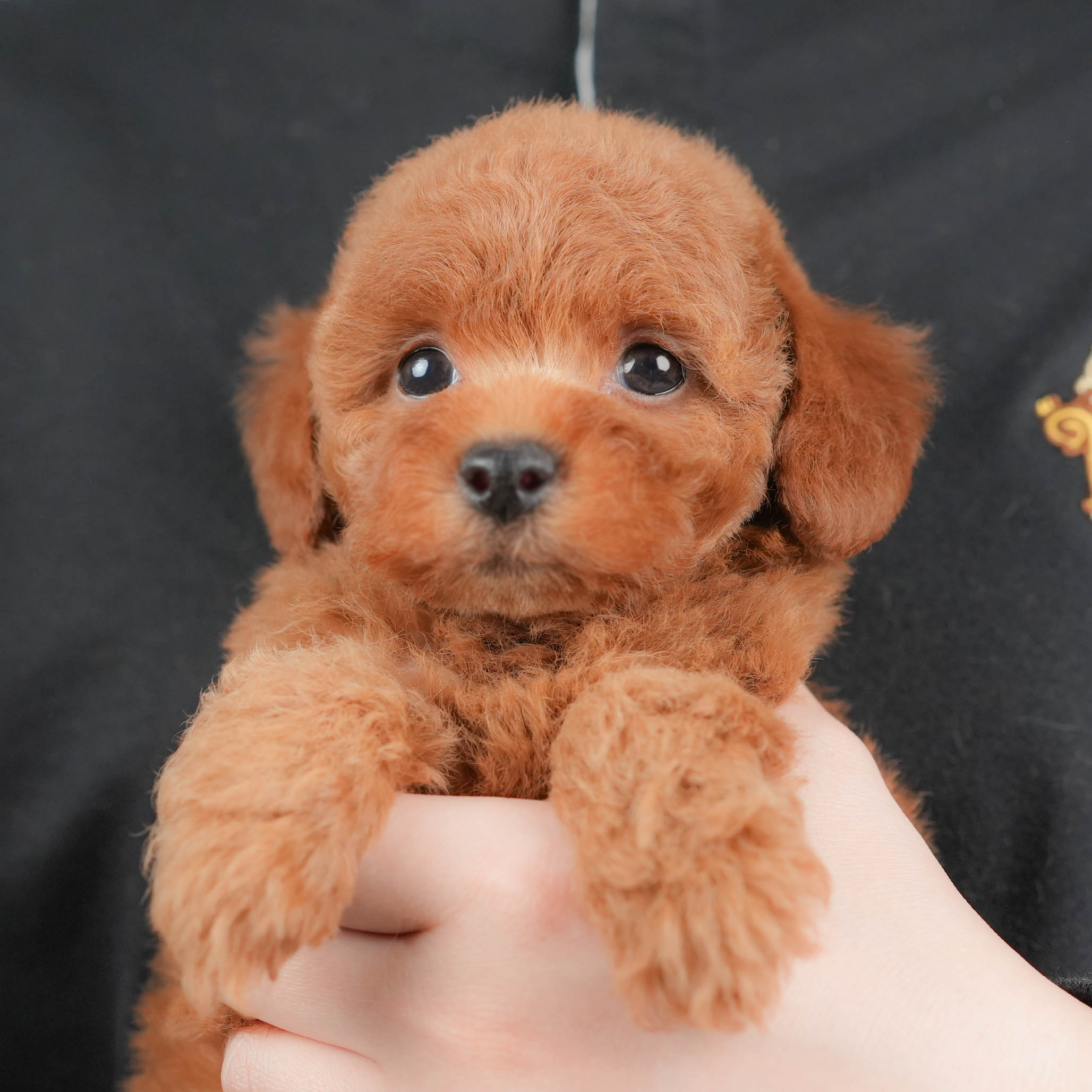 トイ・プードル | 女の子 | レッド | 2025年10月18日