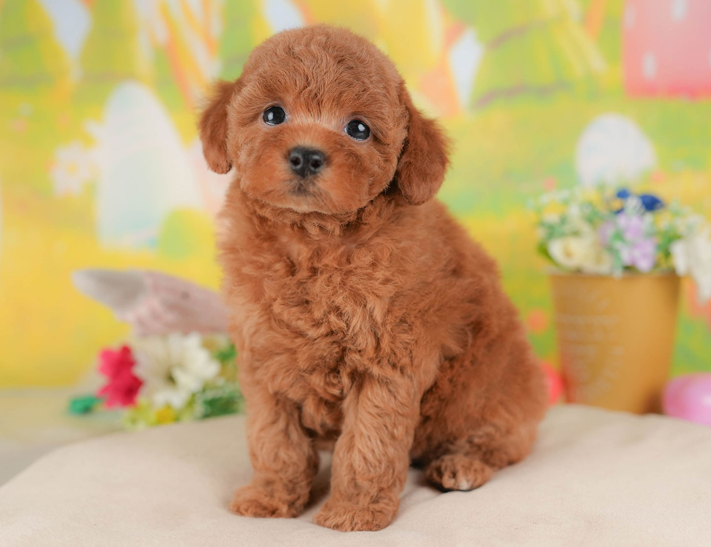 トイ・プードル | 女の子 | レッド | 2025年10月18日