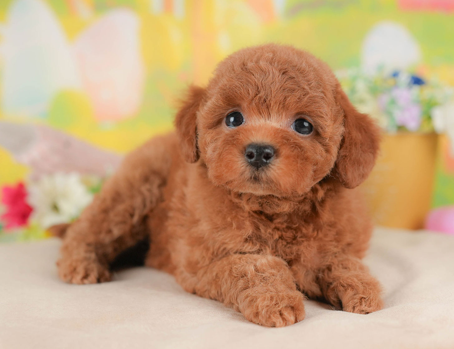 トイ・プードル | 女の子 | レッド | 2025年10月18日