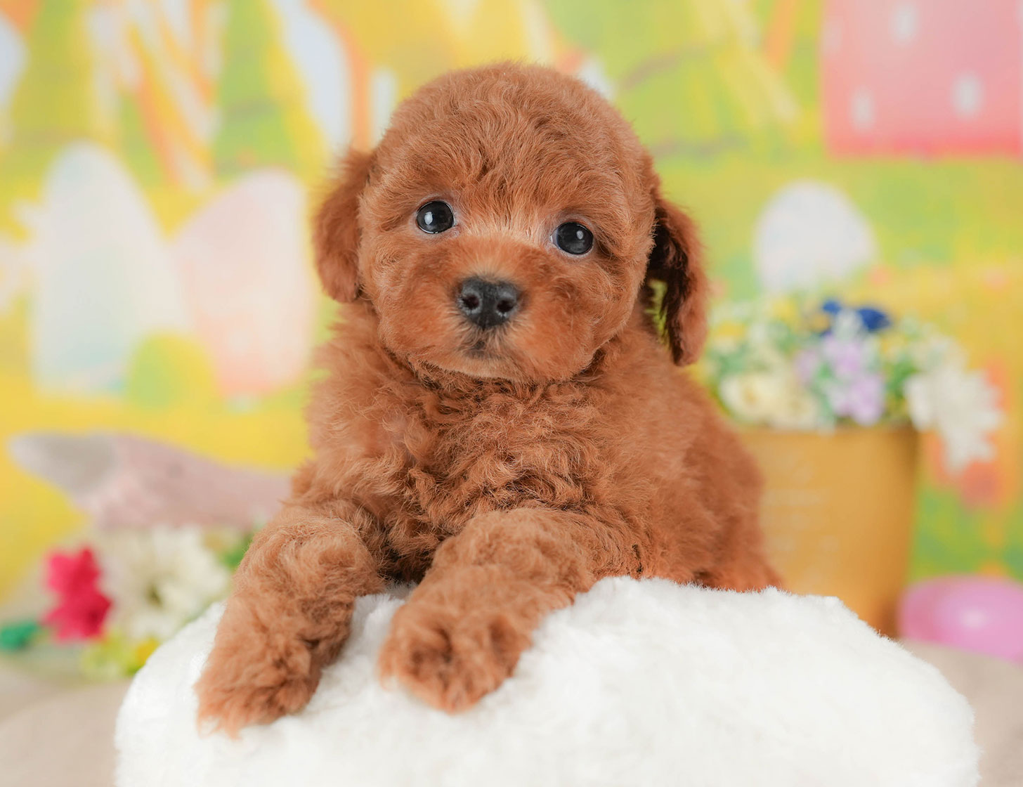 トイ・プードル | 女の子 | レッド | 2025年10月18日