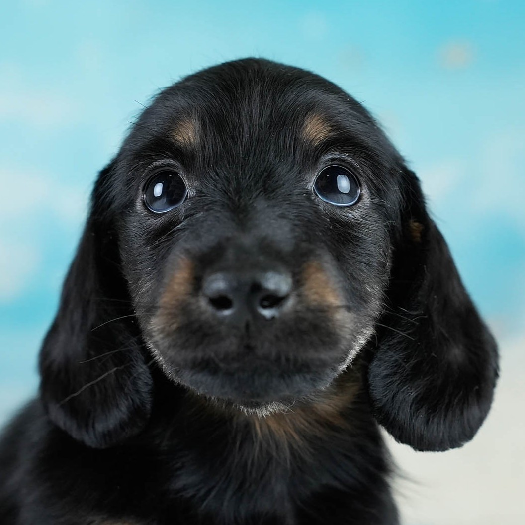 カニンヘン・ダックスフンド(ロング) | 男の子 | ブラックタン | 2025年10月18日