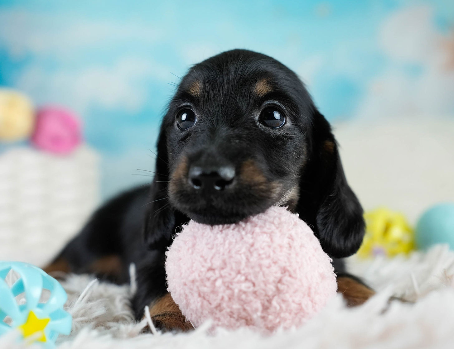 カニンヘン・ダックスフンド(ロング) | 男の子 | ブラックタン | 2025年10月18日