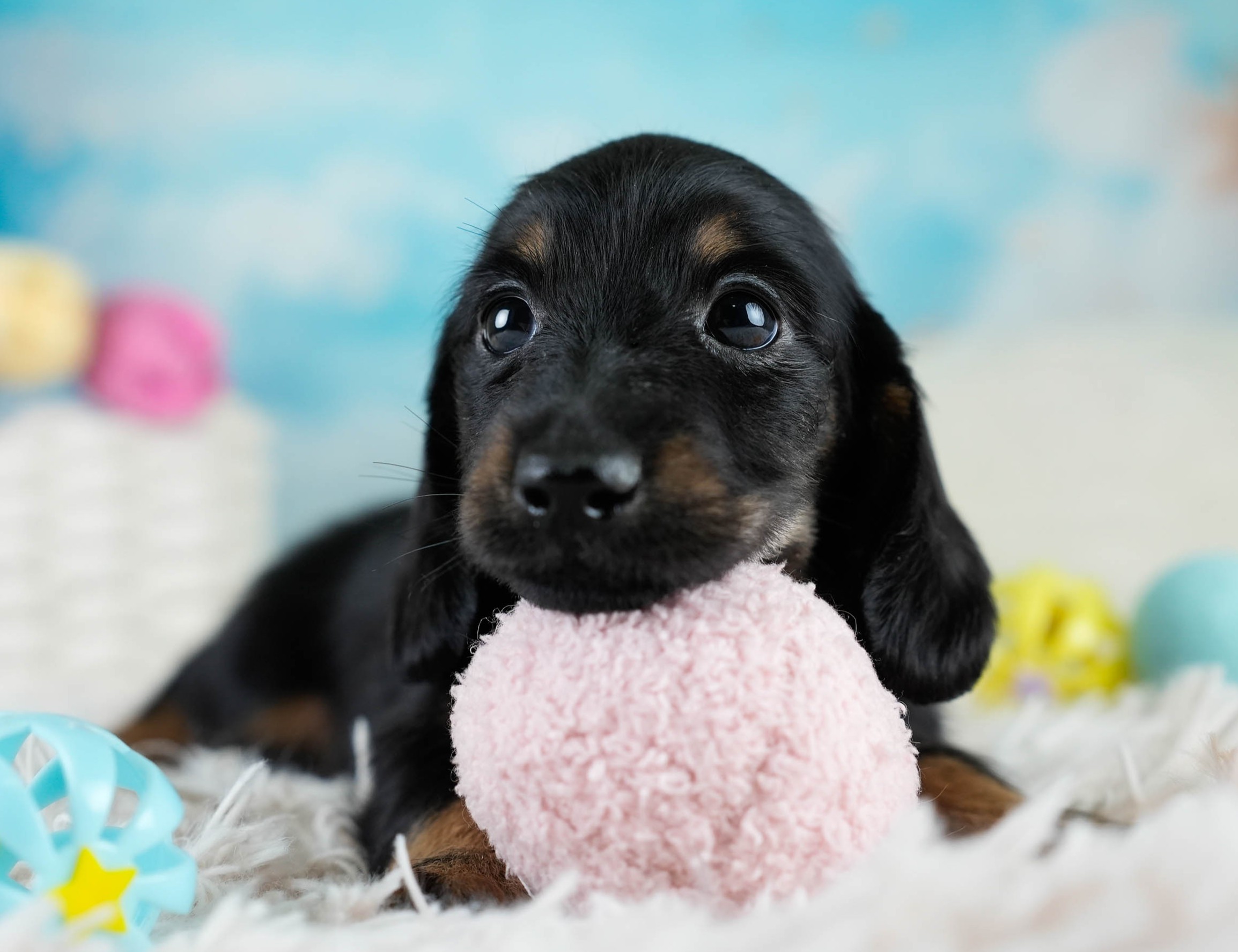 カニンヘン・ダックスフンド(ロング) | 男の子 | ブラックタン | 2025年10月18日