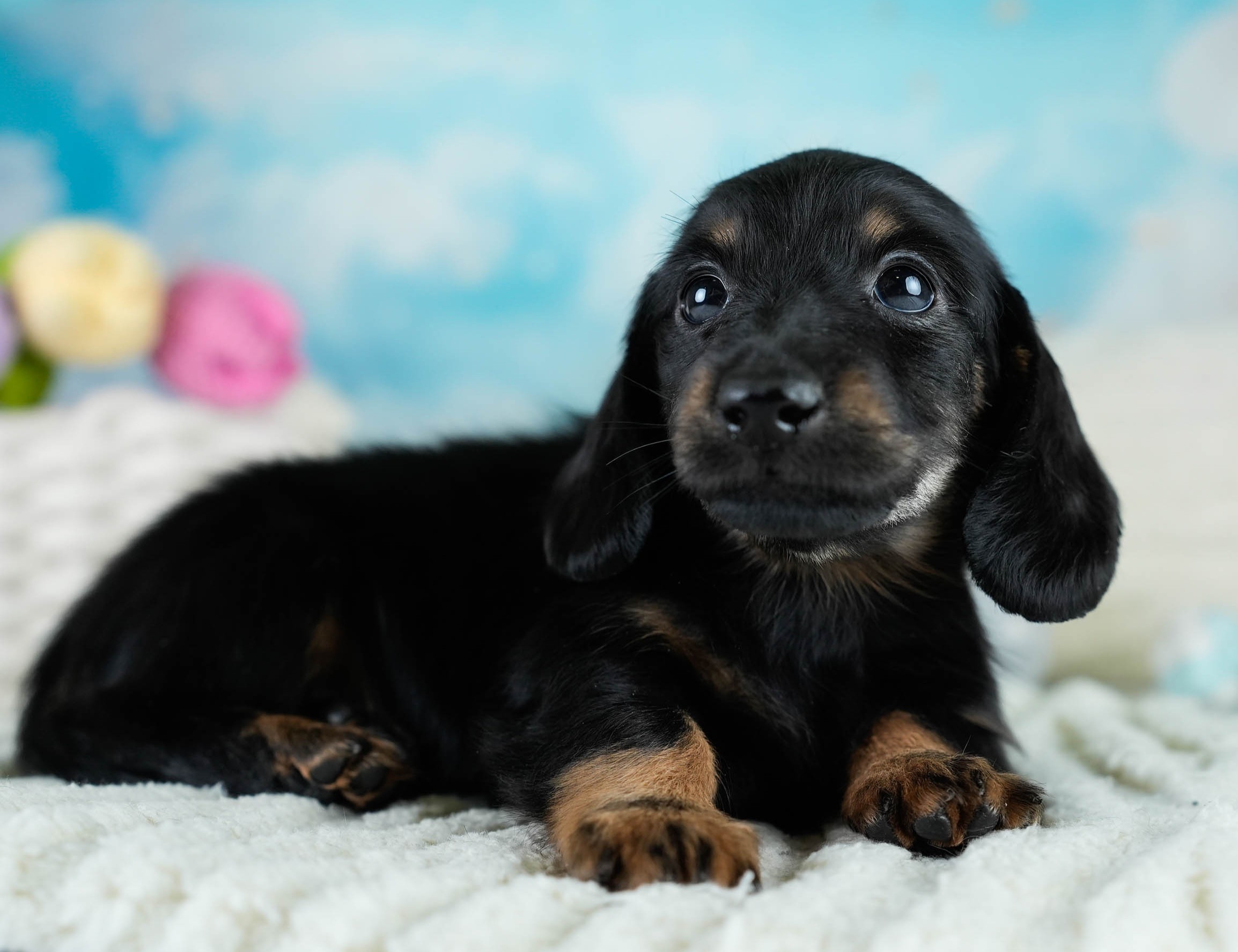 カニンヘン・ダックスフンド(ロング) | 男の子 | ブラックタン | 2025年10月18日
