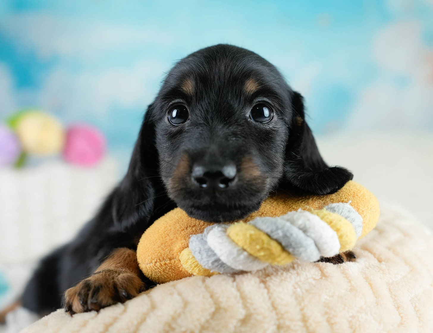 カニンヘン・ダックスフンド(ロング) | 男の子 | ブラックタン | 2025年10月18日
