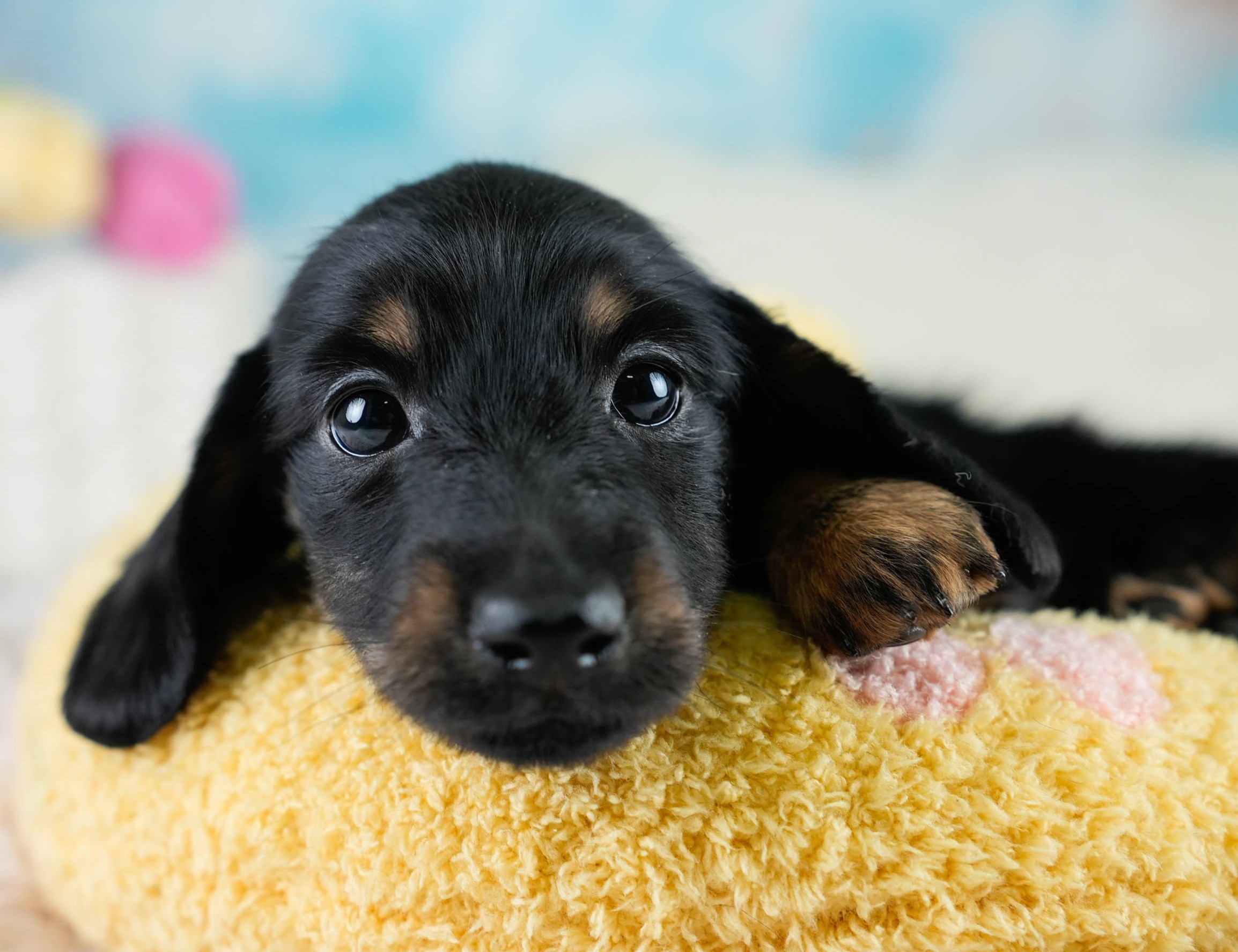 カニンヘン・ダックスフンド(ロング) | 男の子 | ブラックタン | 2025年10月18日