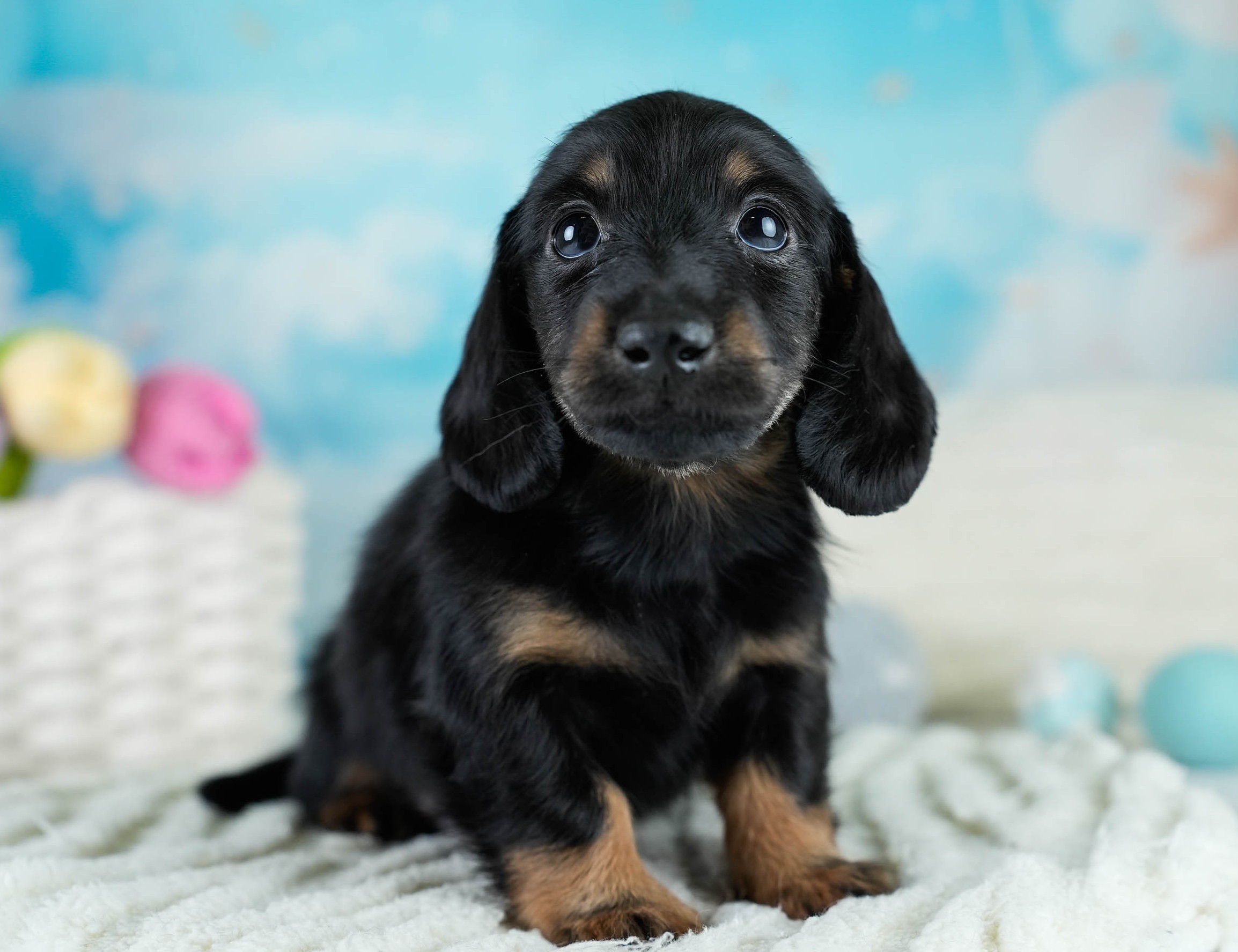 カニンヘン・ダックスフンド(ロング) | 男の子 | ブラックタン | 2025年10月18日