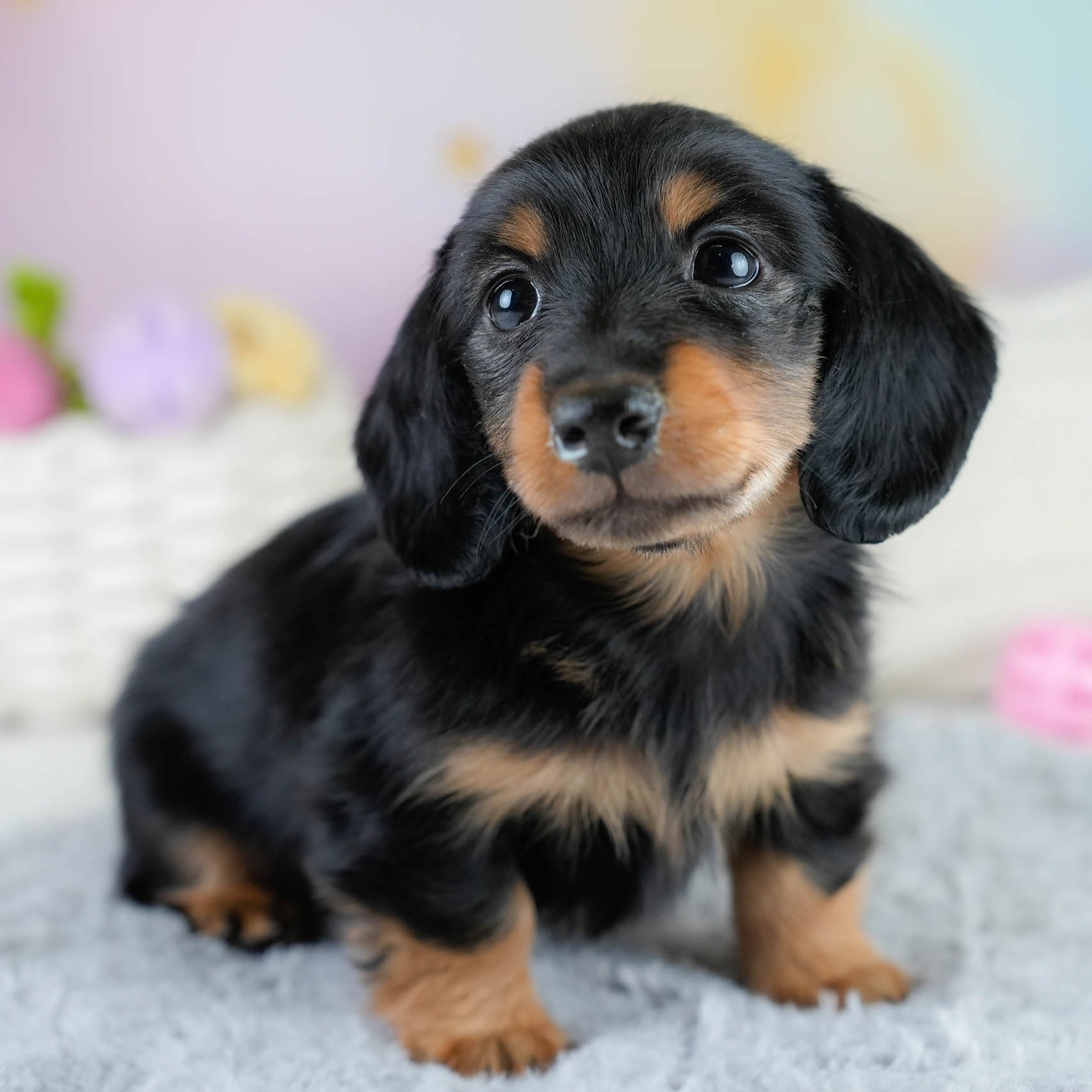 カニンヘン・ダックスフンド(ロング) | 男の子 | ブラックタン | 2025年10月18日